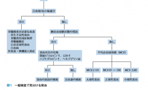 Read more about the article 分子栄養学での貧血の常識と医療のそれ ３