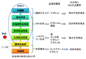 Read more about the article 分子栄養学での貧血の常識と医療のそれ ２