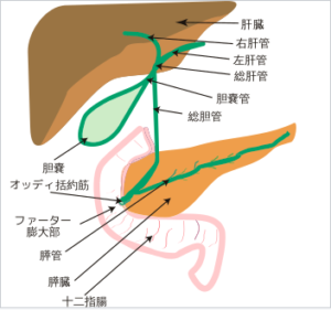 Read more about the article コレステロール−３：胆汁があなたを救う(かも)